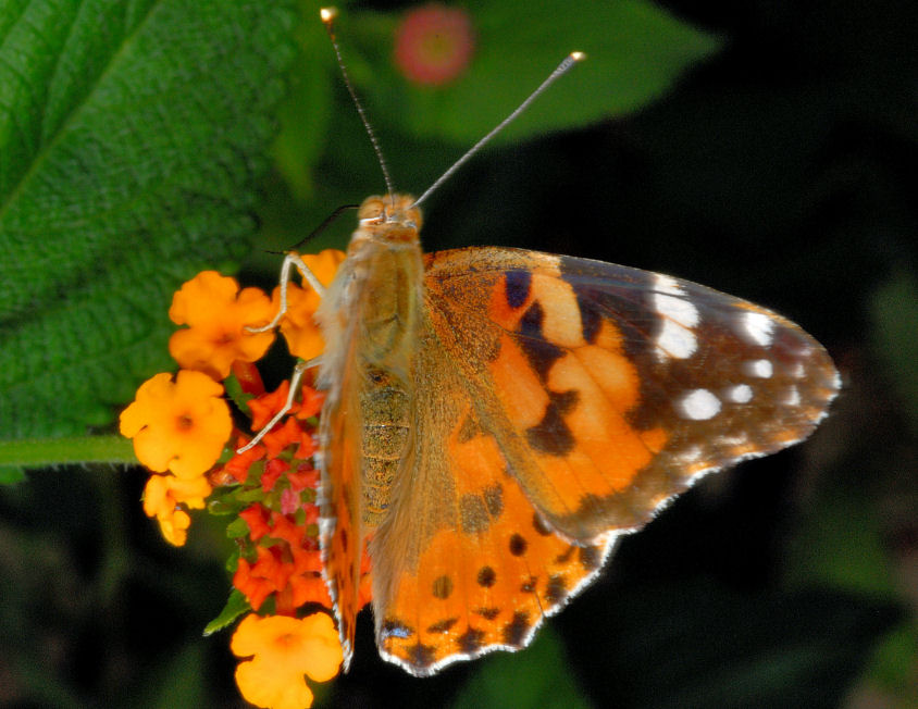 Vanessa cardui sulle lantane
